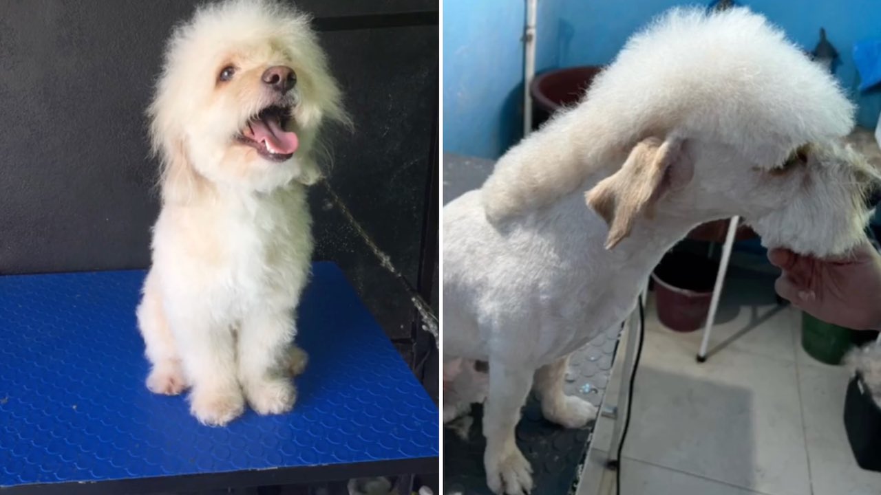 Perrito Con Corte De Pelo De Peso Pluma Se Vuelve Viral Video N