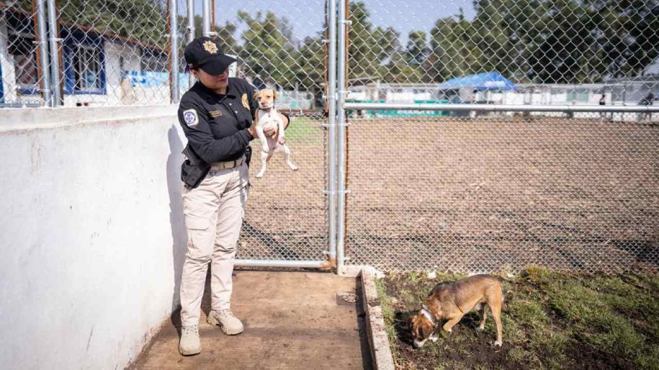 Ciudad De Los Perros Y Gatos Cdmx D Nde Est El Nuevo Proyecto Para