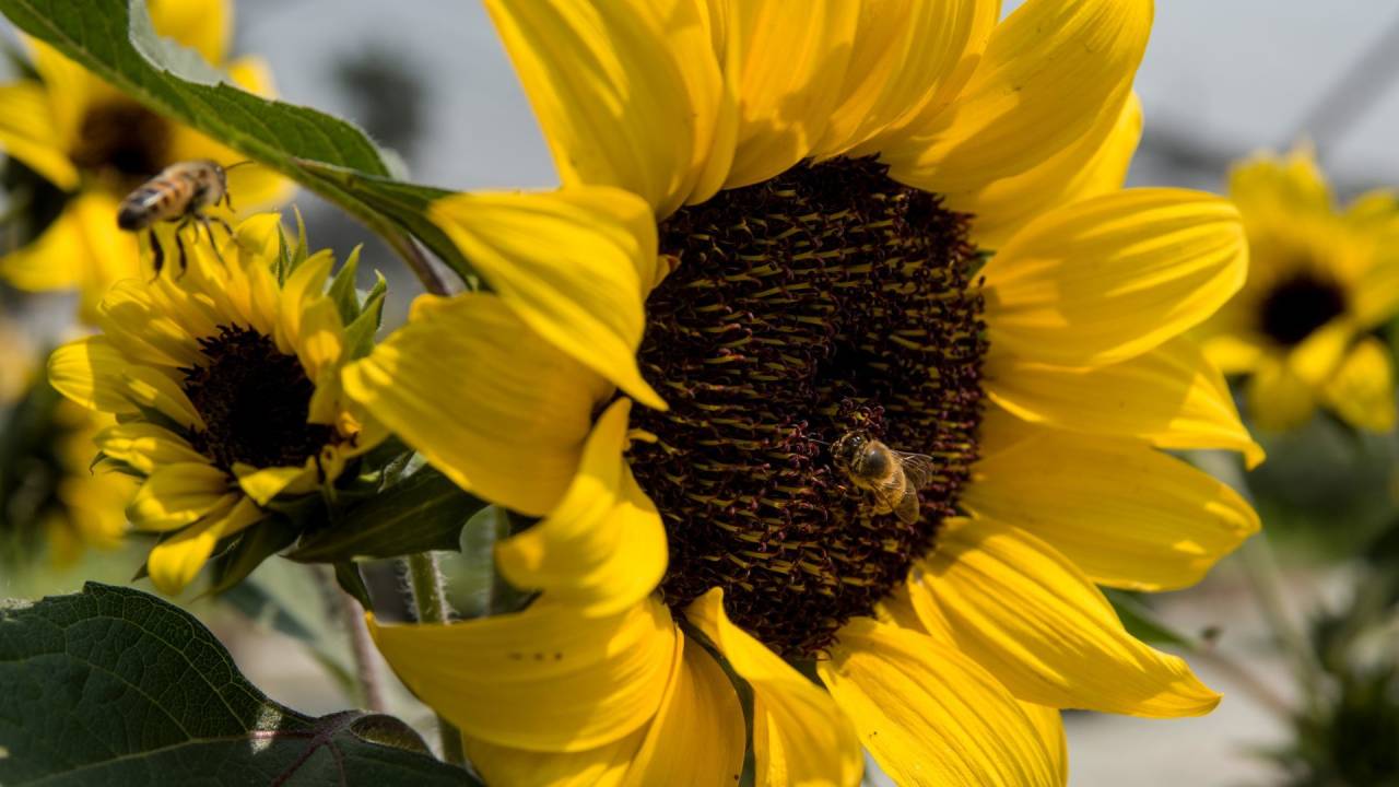 Flores Amarillas Cu Ndo Se Regalan En Septiembre Este D A Se Dan N