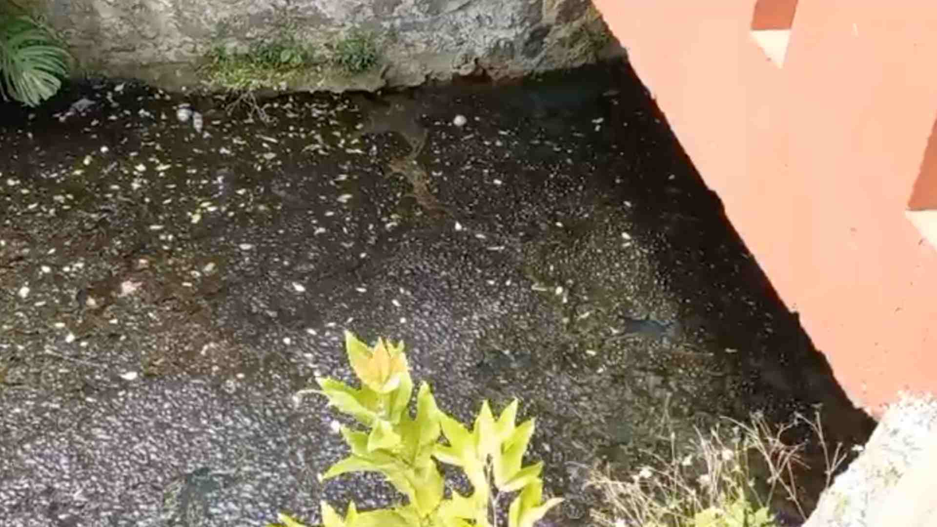 Aguas Negras Contaminan Los Lagos en Las Ánimas de Xalapa N