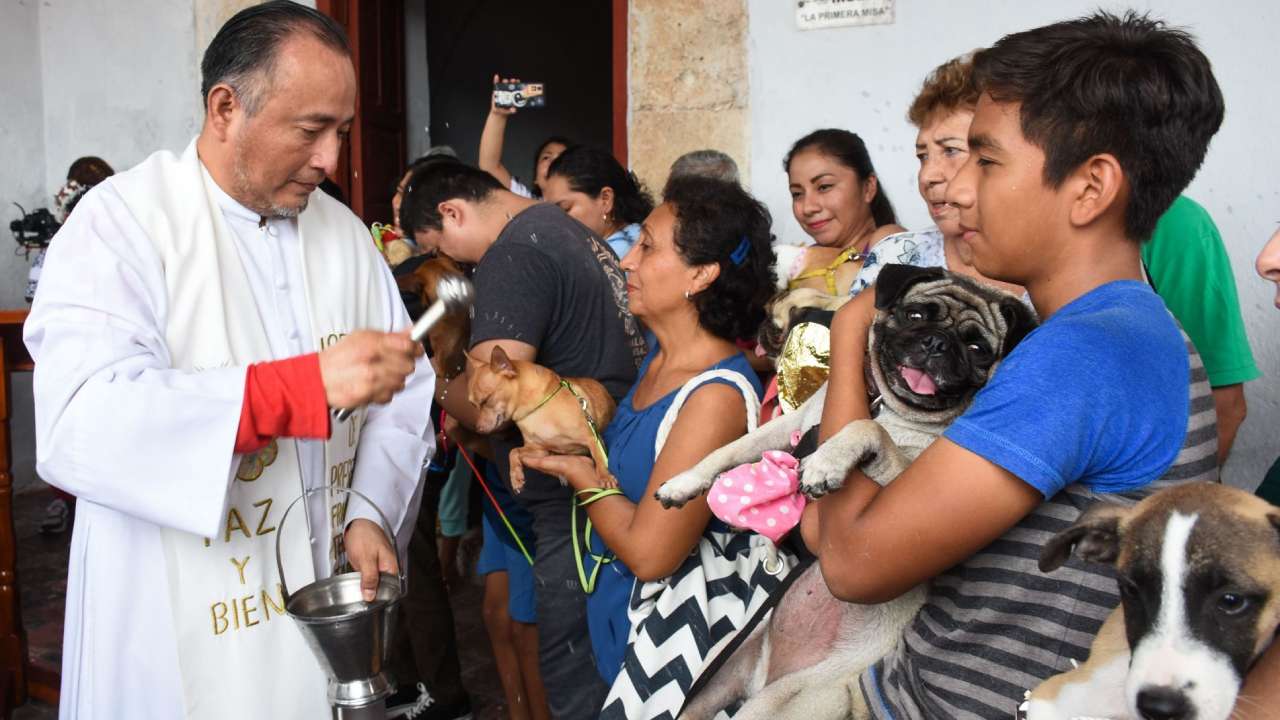 Por Qué se Hace la Bendición de Mascotas en el Día Mundial de los