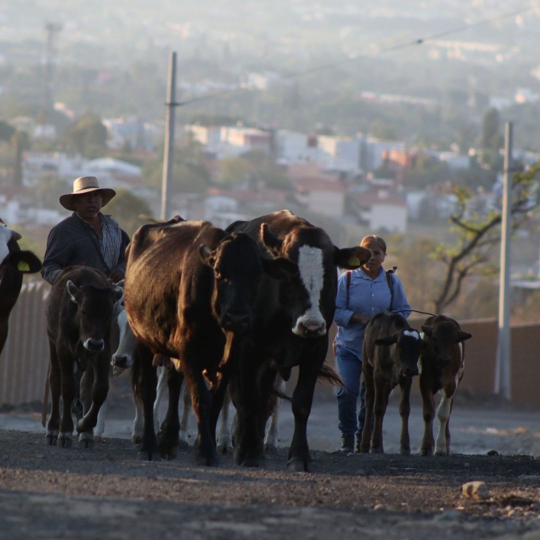 Una mujer llevan su ganado a pastar en zona rural. Foto: Cuartoscuro