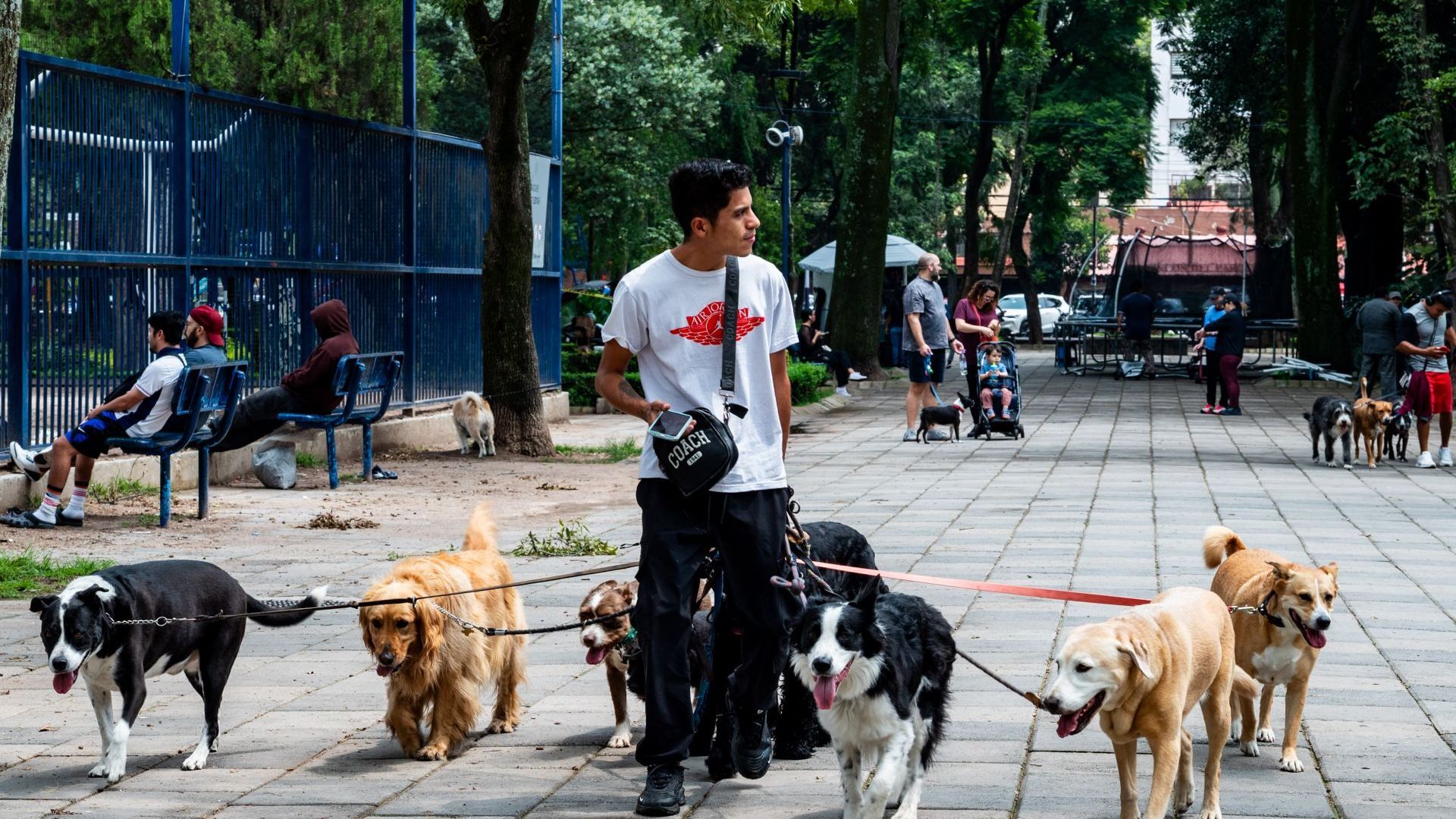 Senado Aprueba Nueva Ley de Bienestar, Cuidado y Protección de los Animales; En Esto Consiste