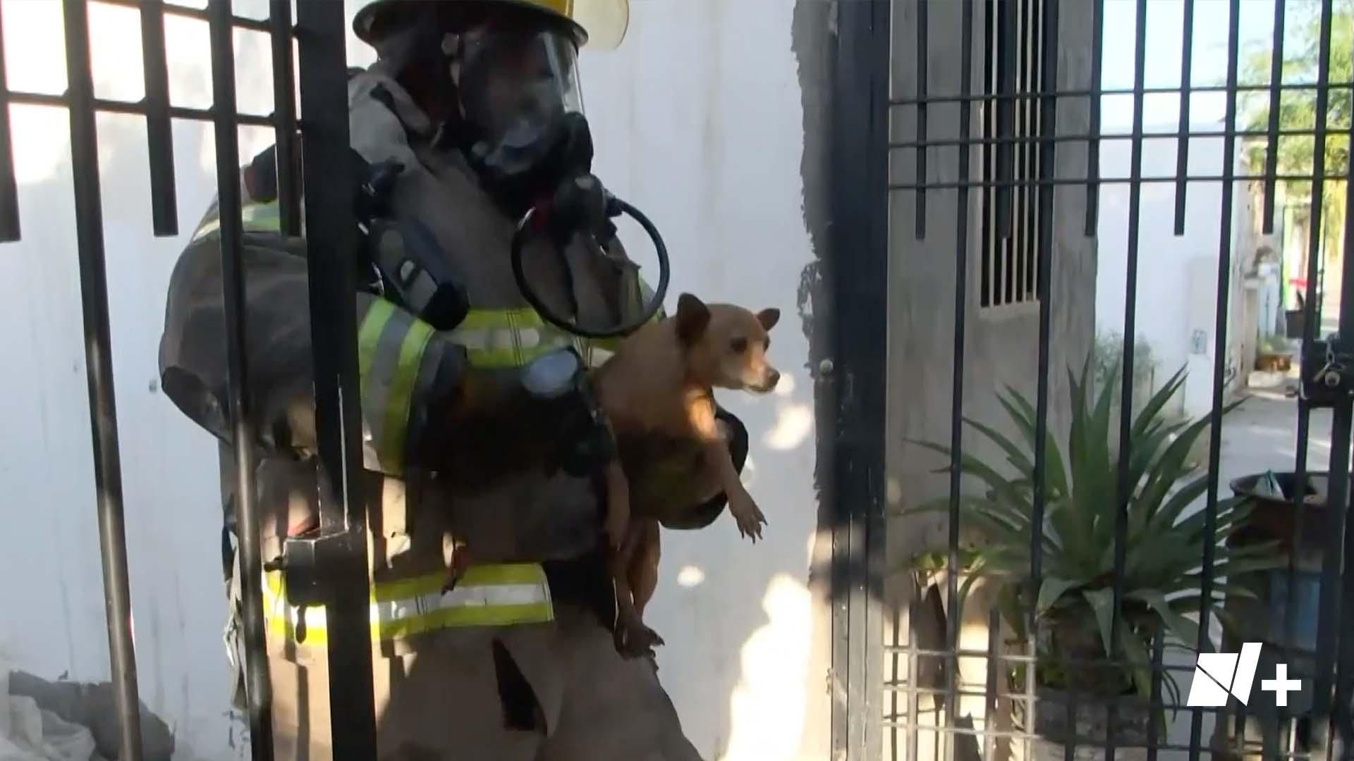 Bomberos Salvan a Perro de Morir en un Incendio