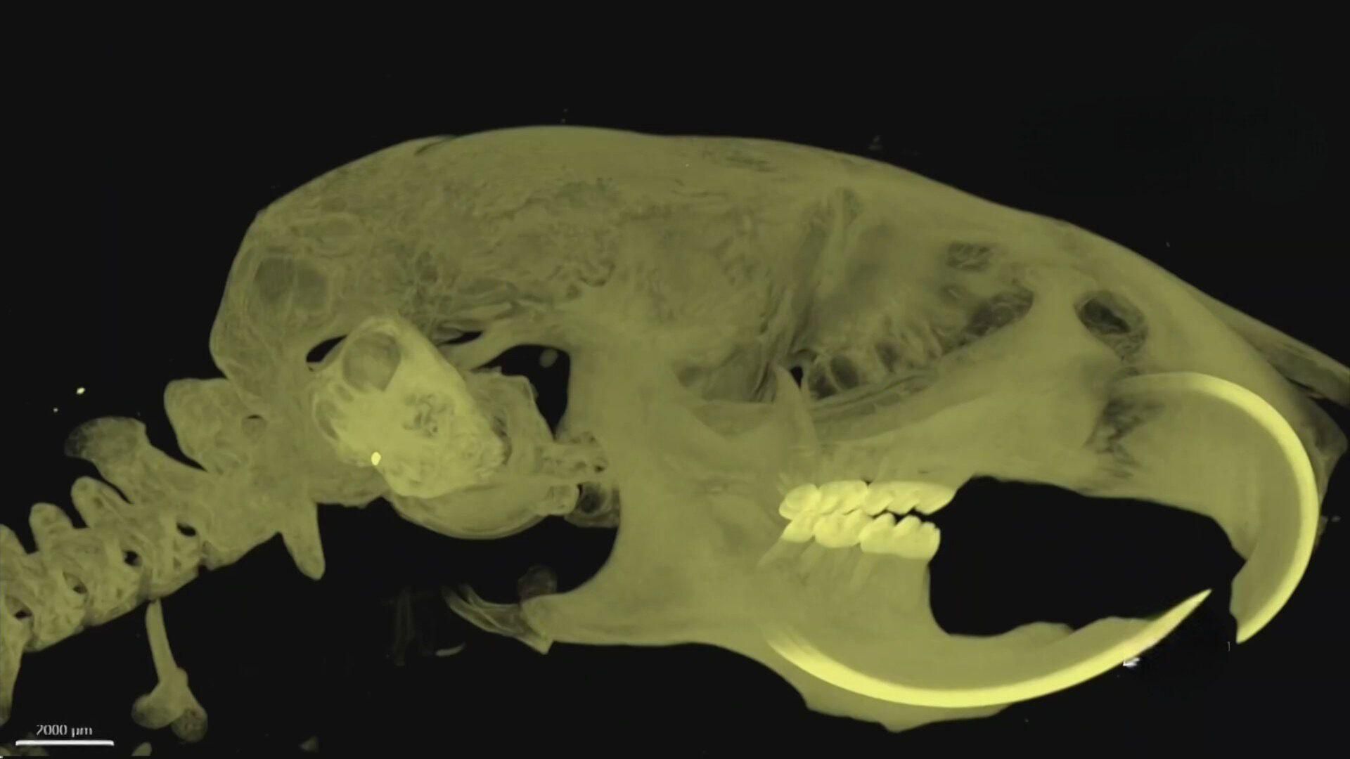 Estuar Ell Raton Atlas en 3D de un Ratón Permitirá Estudiar Trastornos Neurológicos | En ...