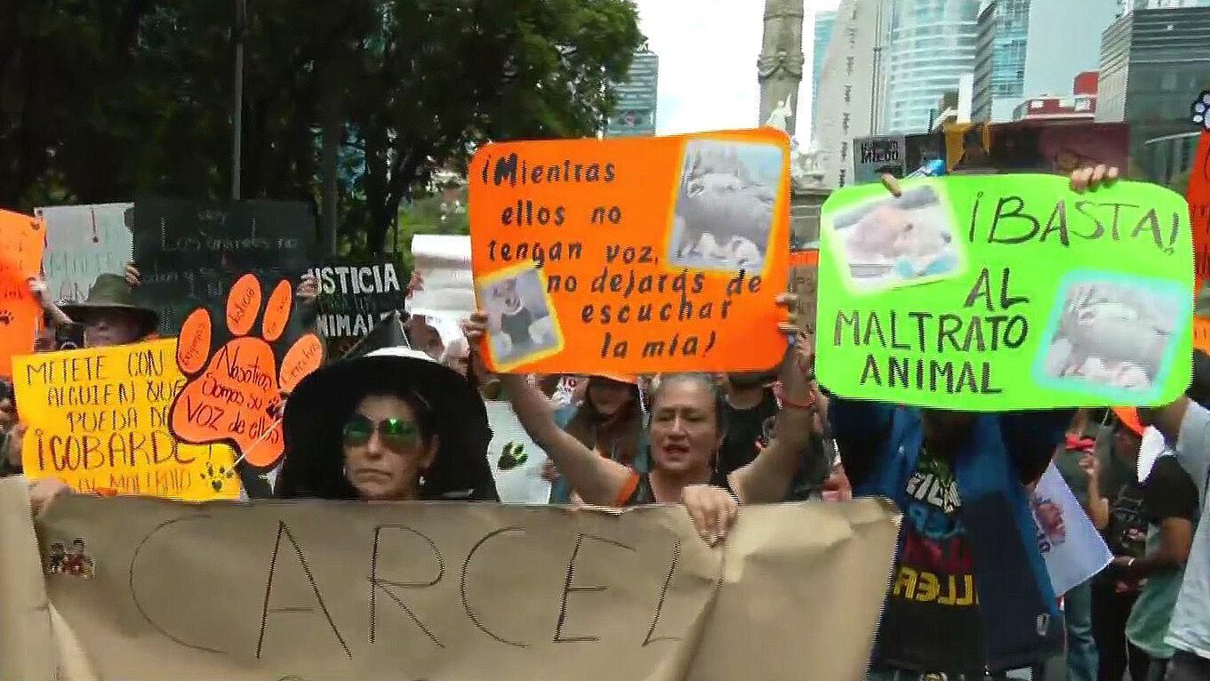 CDMX: Alistan Marcha por los Derechos de los Animales en Reforma