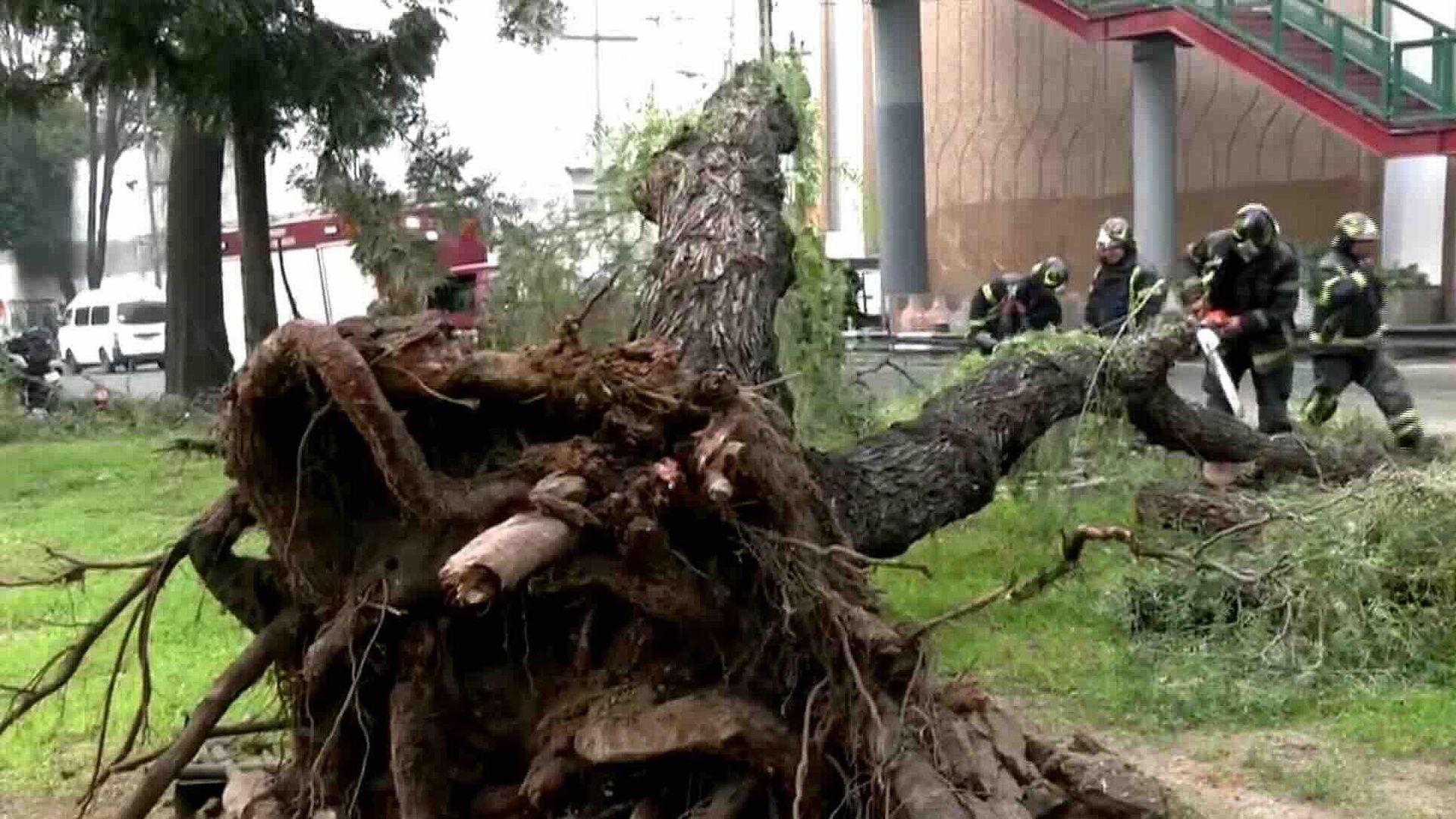 Cae Árbol de 15 Metros y Aplasta Auto en Calzada Ignacio Zaragoza ...
