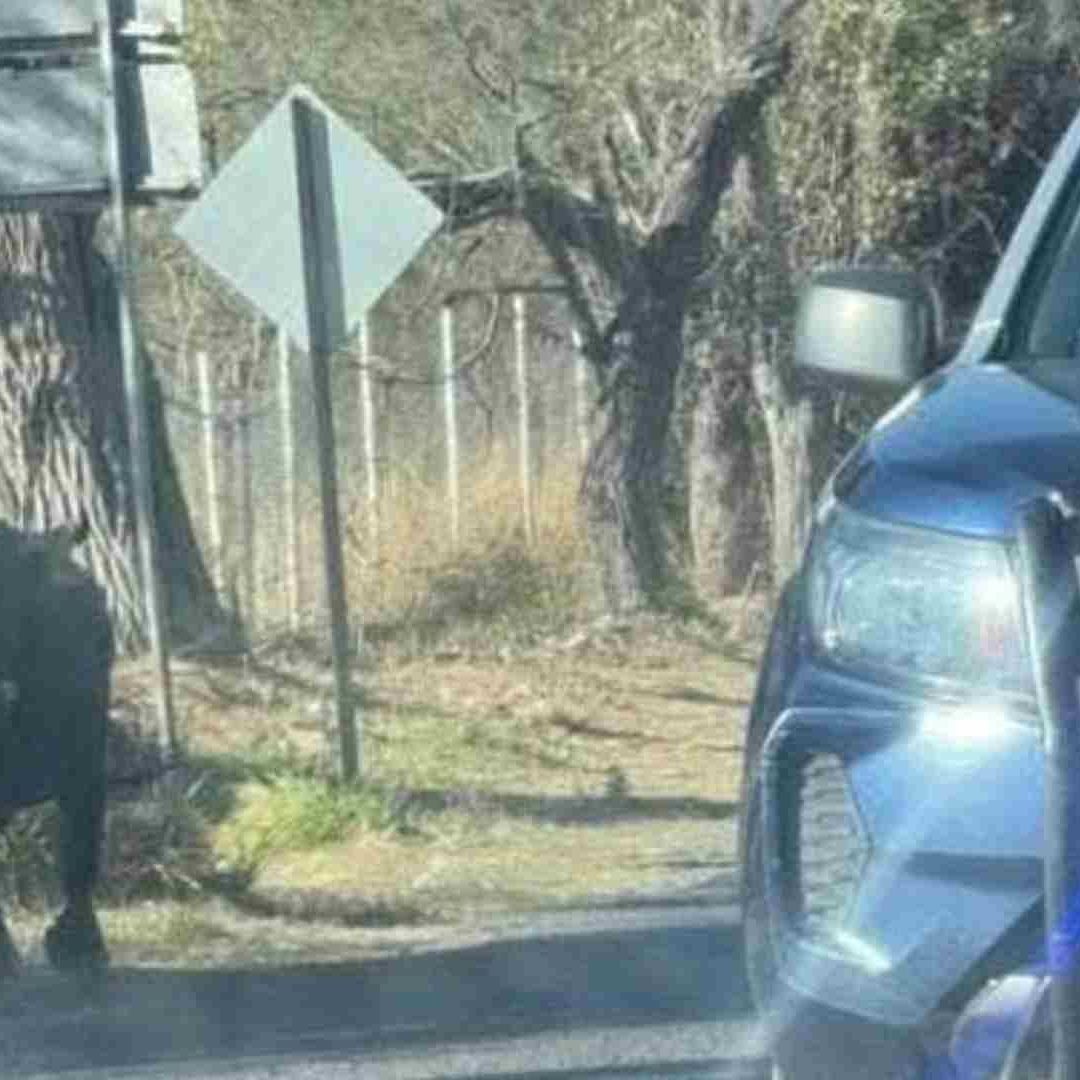 Muere Adulto Mayor que fue Atacado por un Toro en Querétaro