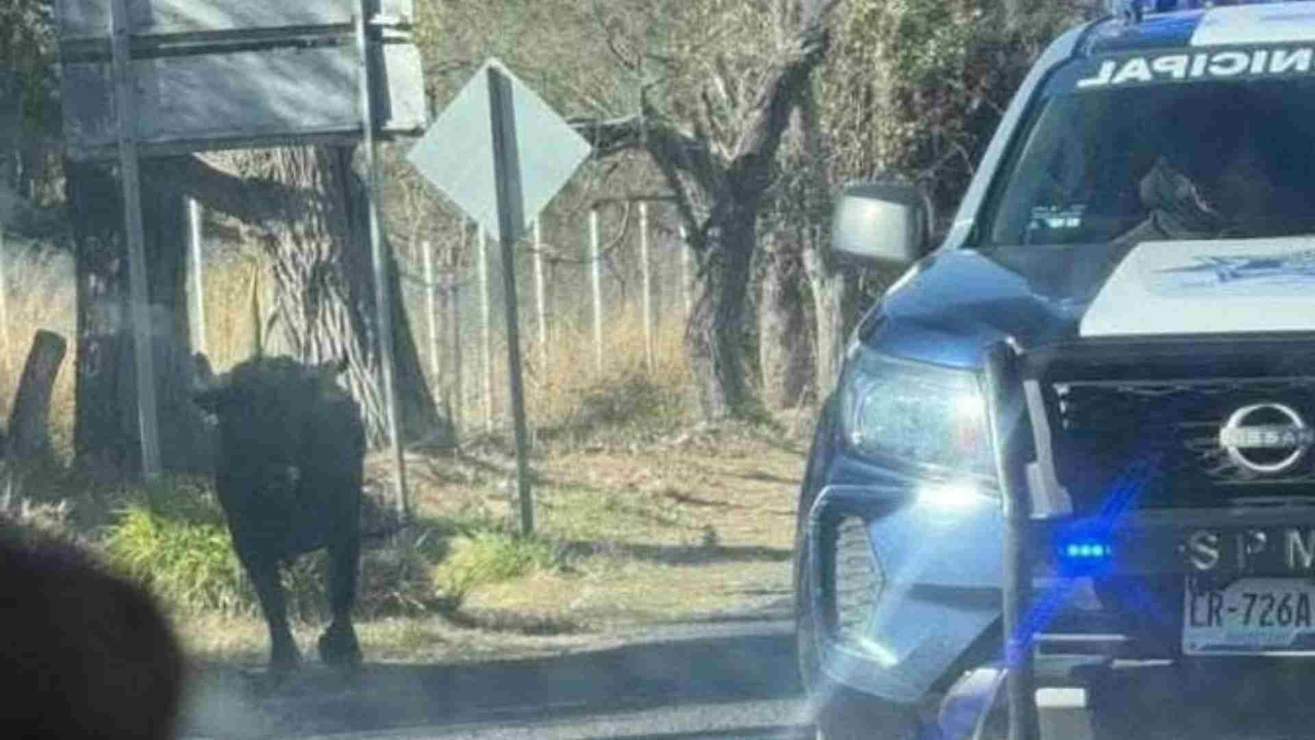 Muere Adulto Mayor que fue Atacado por un Toro en Querétaro