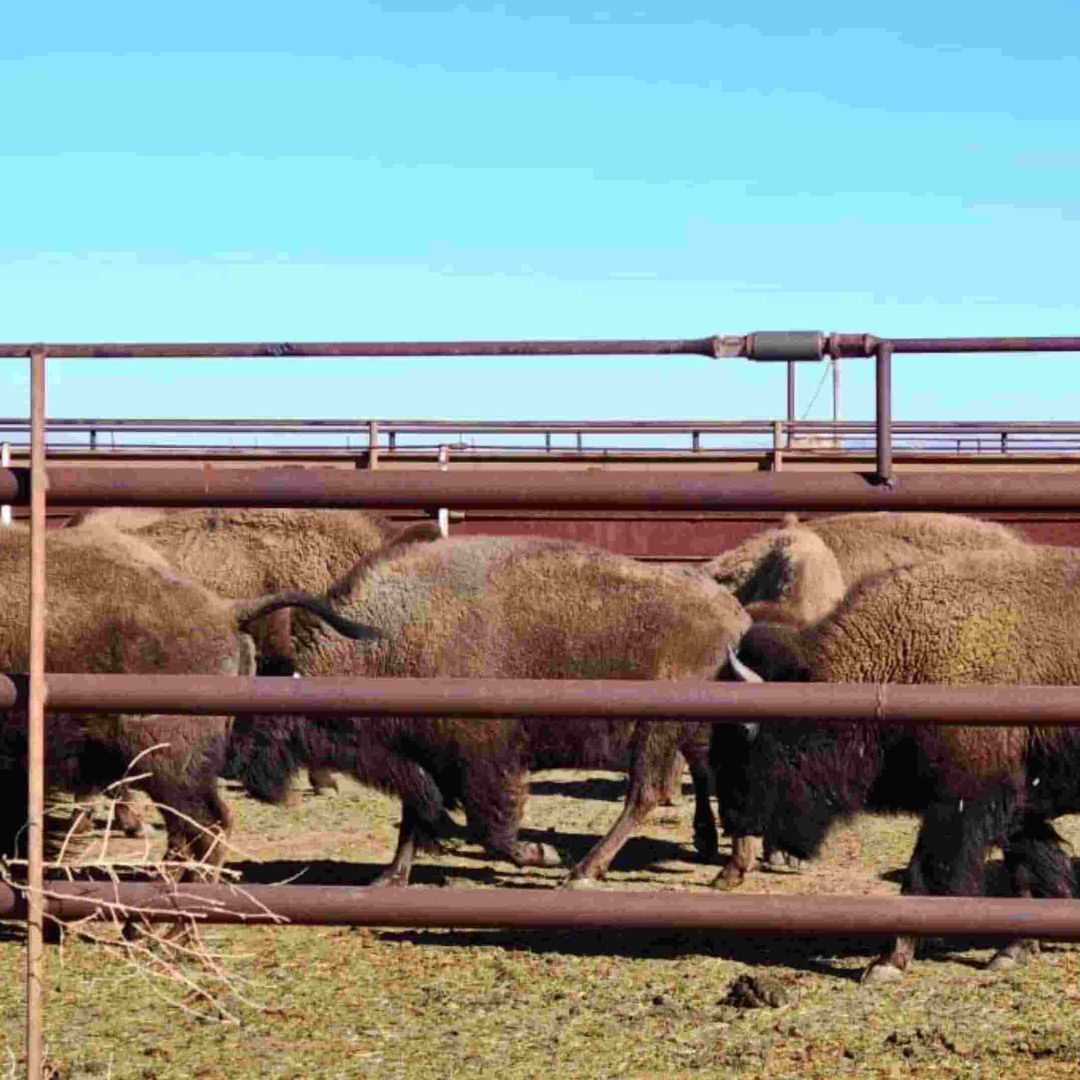 Llega Manada de 29 Bisontes Americanos Llega a Agua Prieta, Sonora