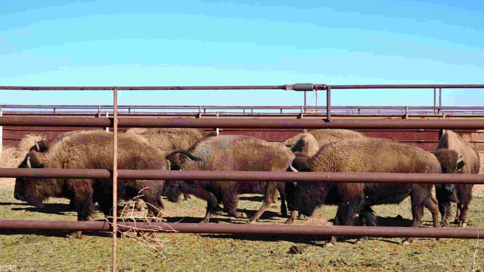 Llega Manada de 29 Bisontes Americanos Llega a Agua Prieta, Sonora