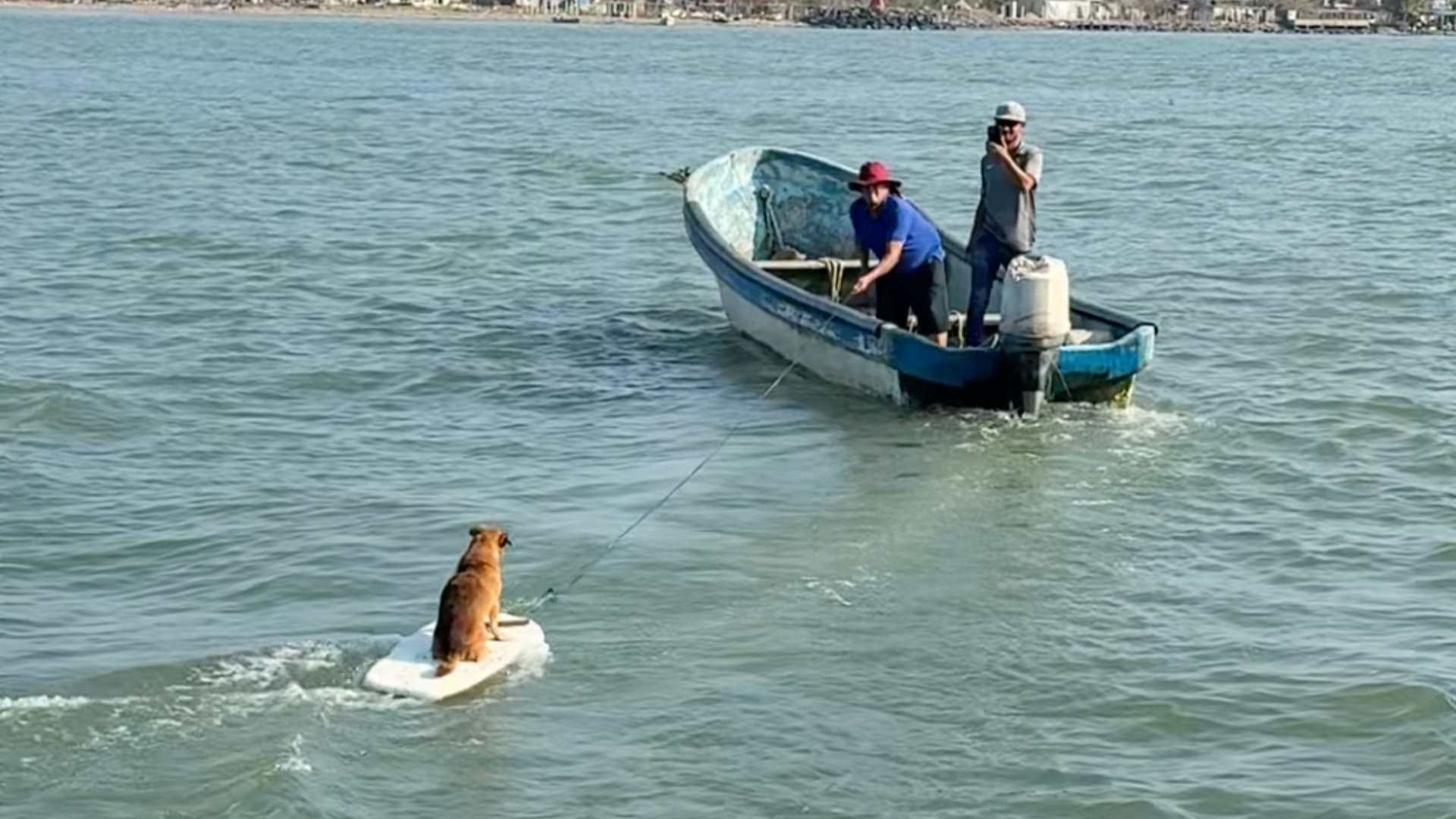 Boby Perro Surfista que Causa Sensación en Playa La Trocha Alvarado Veracruz Golfo de México Río Papaloapan Río Blanco