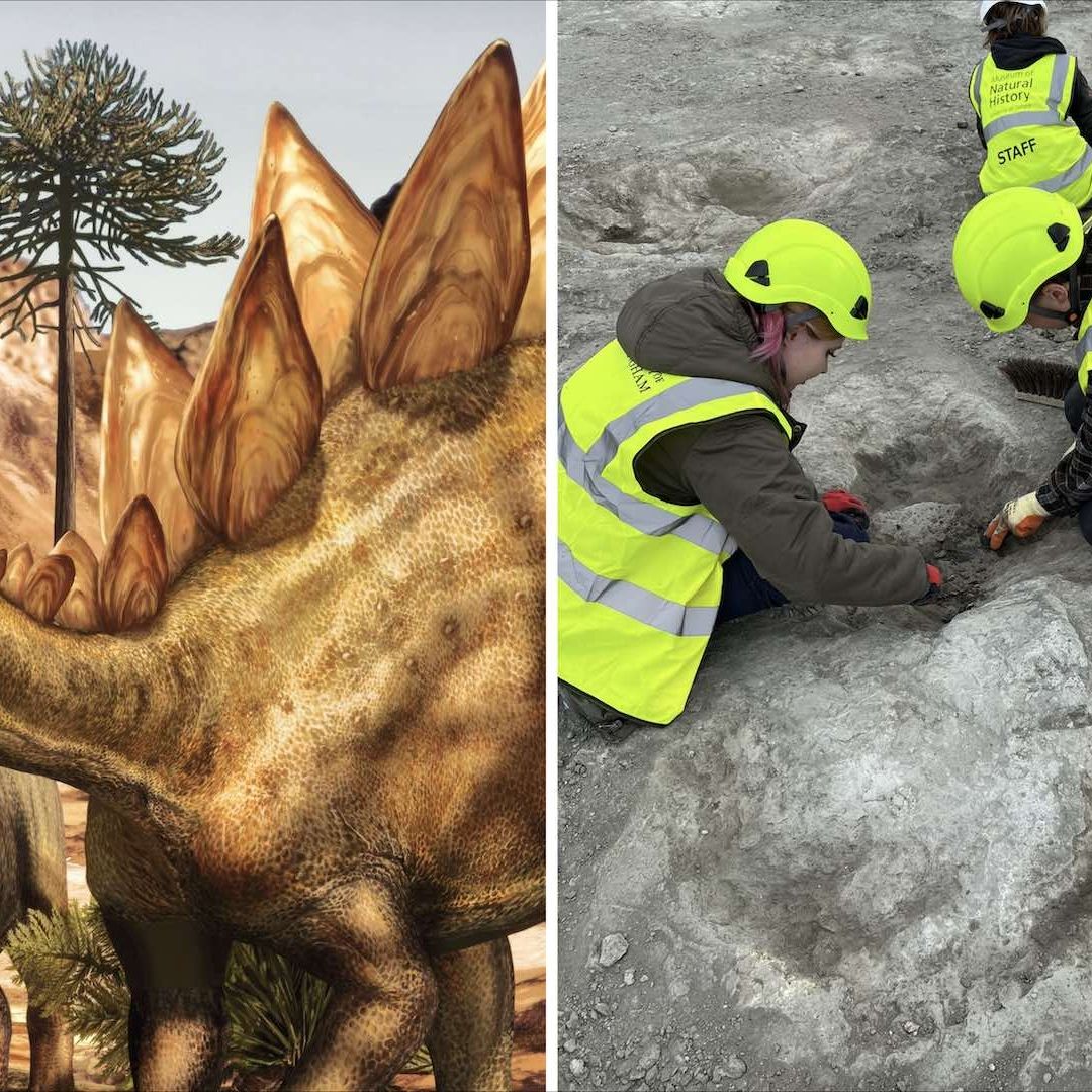 Descubren mayor sitio de huellas de dinosaurios en Reino Unido