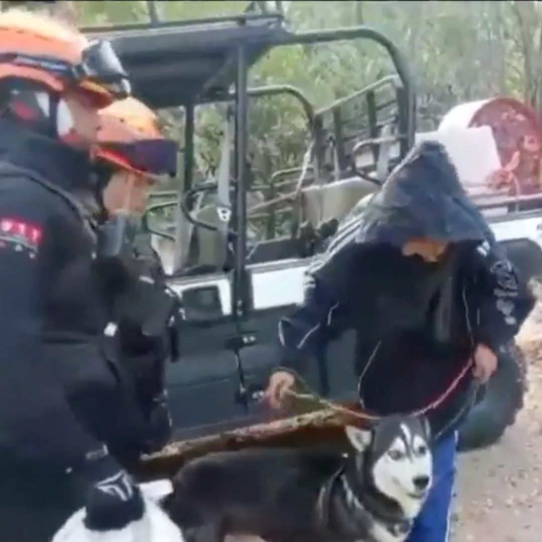 Los rescatistas apoyaron con el descenso de la montaña; y brindaron atención médica al perro.