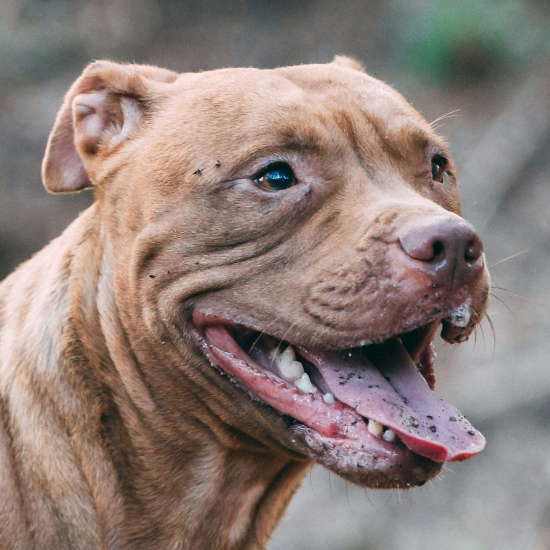 Abuelita Muere Atacada por Perro Pitbull que le Pidieron Cuidar