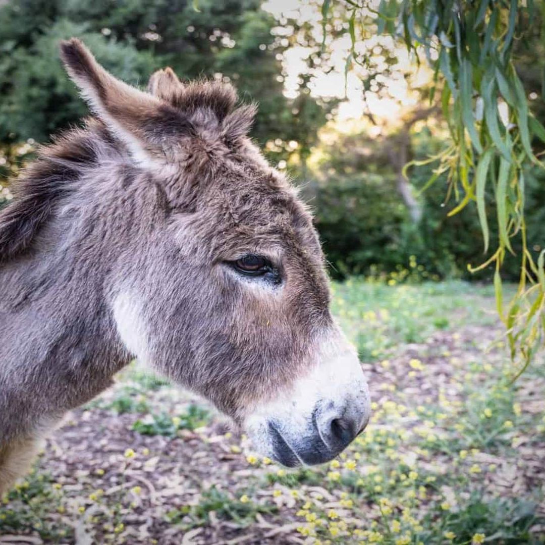 Murió el burro Perry, que inspiró al personaje de la película "Shrek".