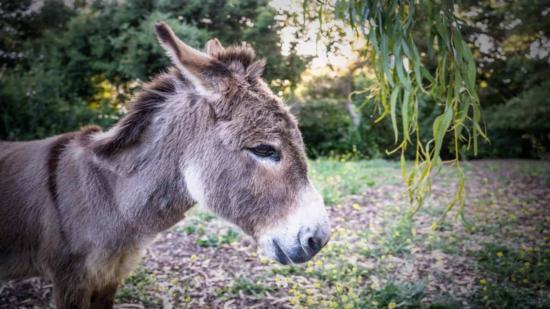 Murió el burro Perry, que inspiró al personaje de la película "Shrek".