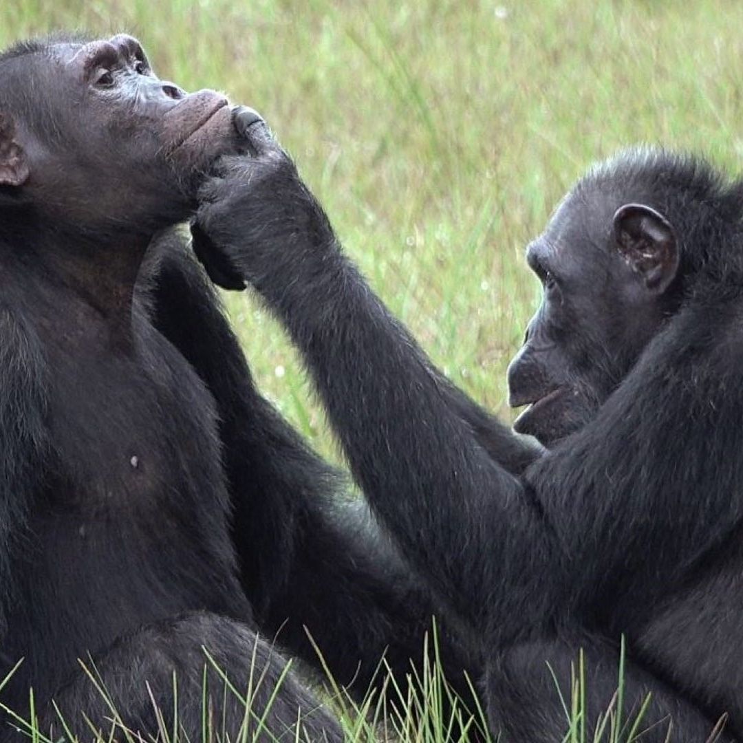 Ancestros de los primates ya vivían en pareja según estudio