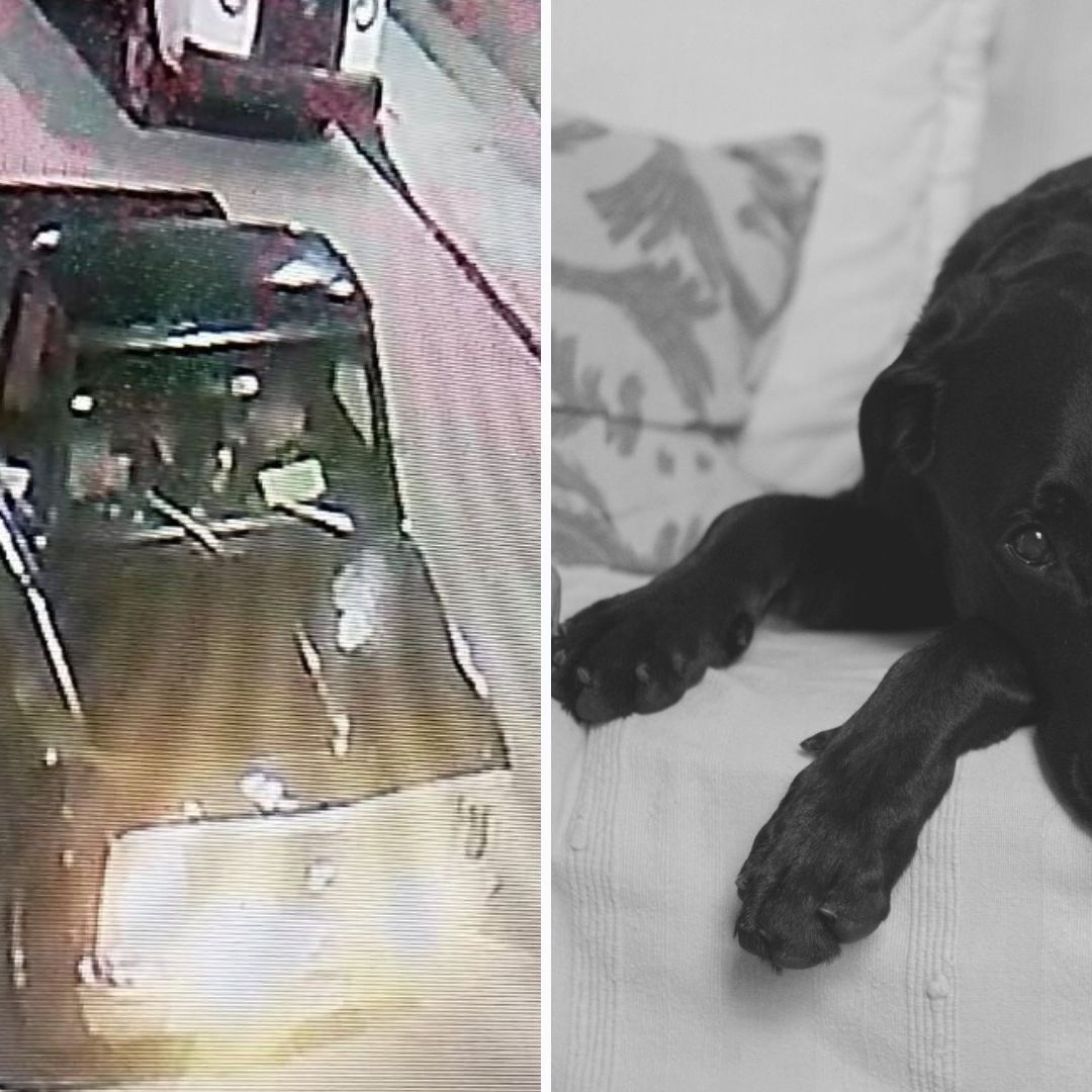 Justicia para Negrita: Pareja Atropella y Lanza Ácido a Perrita en Chimalhuacán, Edomex