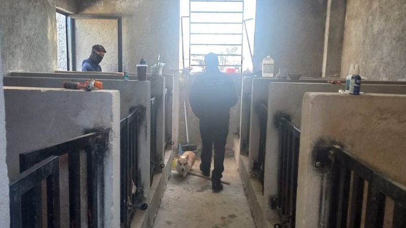 criadero de animales en queretaro