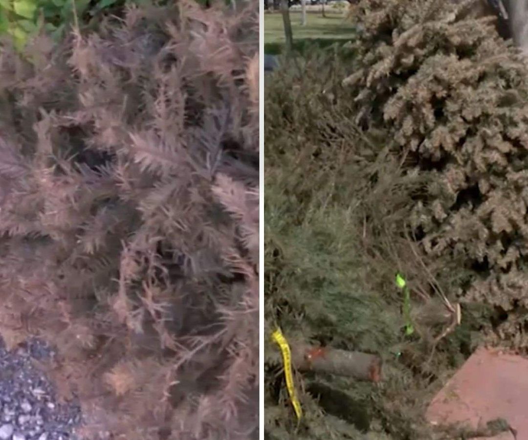 Centros de Acopio en Mérida: ¿Qué Hacer con tu Árbol Navideño? | Imagen: N+