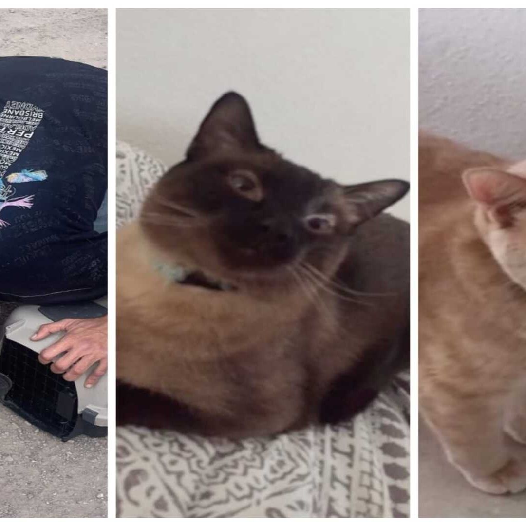 Roban a Hombre su Camioneta con Gatitos en el Interior en Irapuato