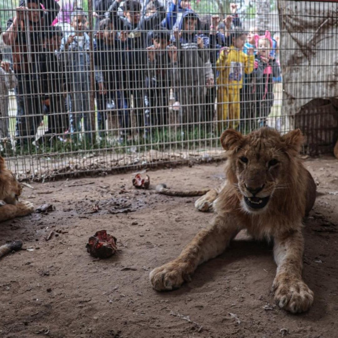 Los Animales Mueren de Hambre en el Zoológico de la Asediada Gaza