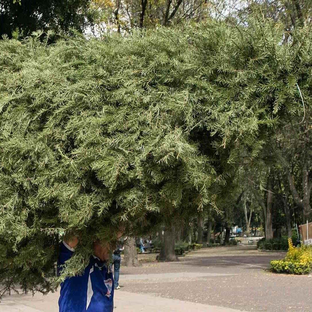 ¿Qué Hacer con el Árbol de Navidad Natural? Ideas para Reciclarlo y Darle un Nuevo Uso
