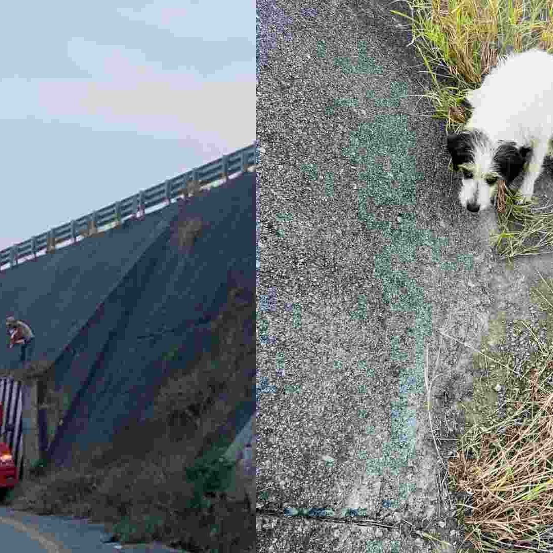 Aplauden a trailero en redes sociales por rescatar perrito.