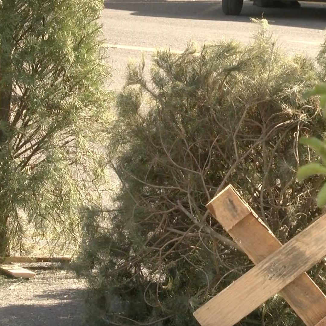 Campaña "Verde Navidad" para evitar que los árboles terminen la basura. Foto: Genaro Zepeda | N+