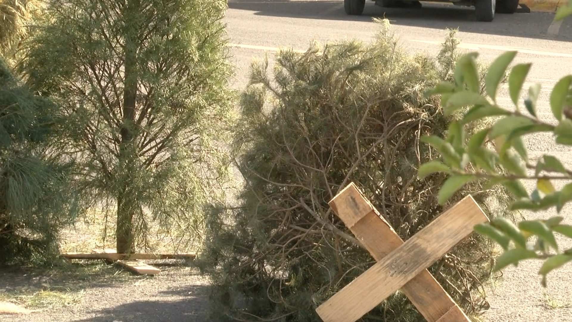 Campaña "Verde Navidad" para evitar que los árboles terminen la basura. Foto: Genaro Zepeda | N+
