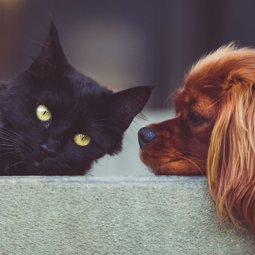 Las responsabilidades que se adquieren con la llegada de una mascota