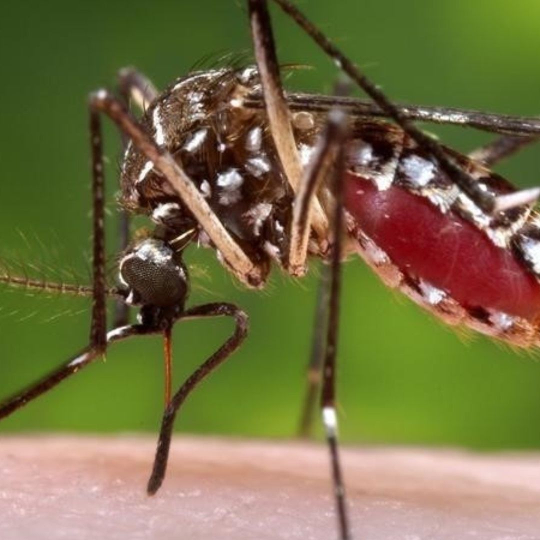 Hay distintas enfermedades mortales que son transmitidas por los mosquitos