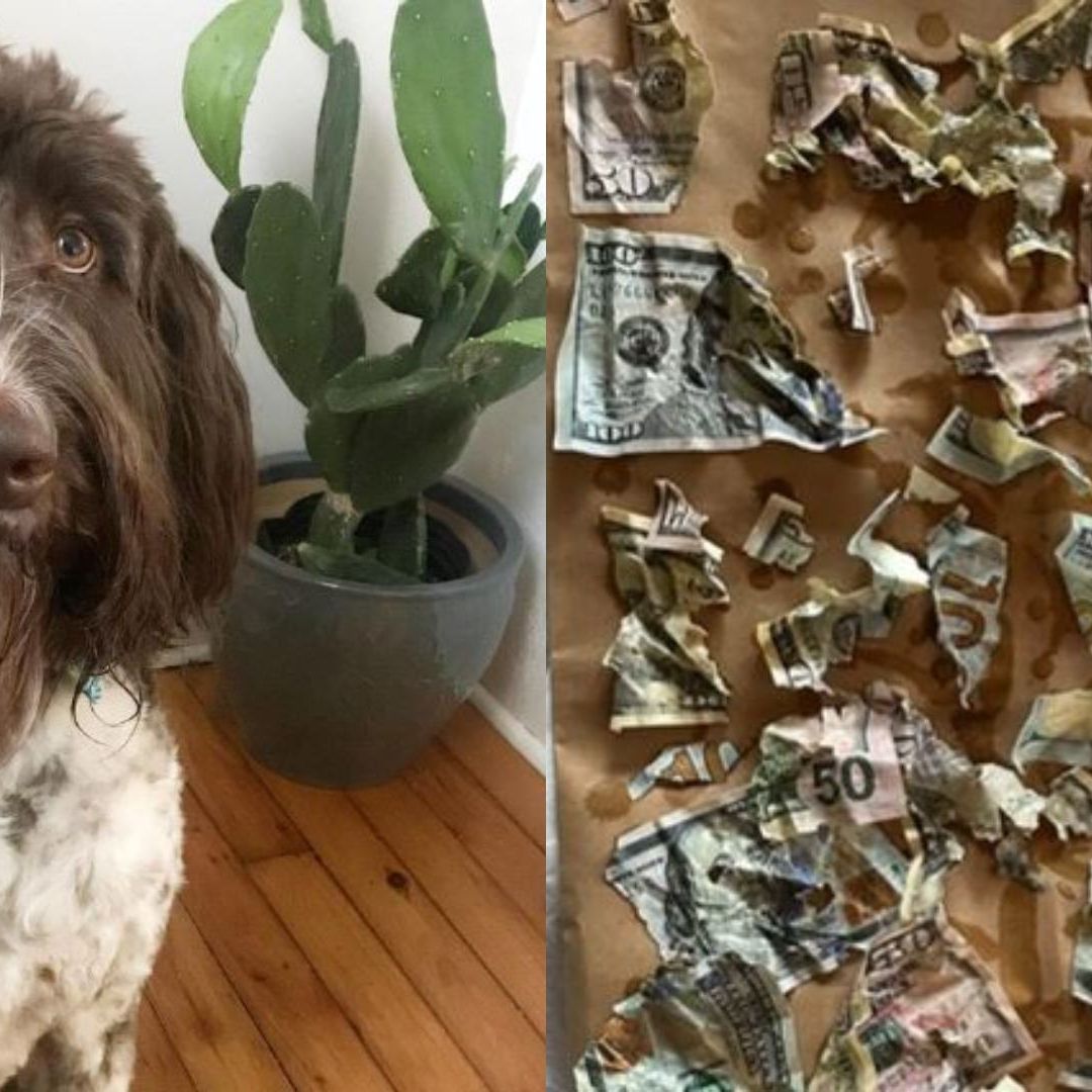 Perro se come 80 mil pesos que pareja ahorró