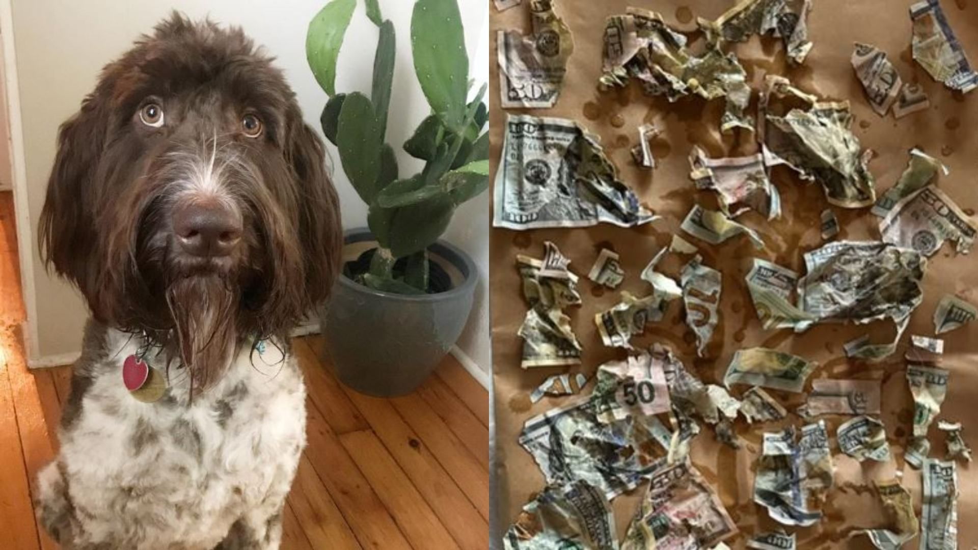 Perro se come 80 mil pesos que pareja ahorró