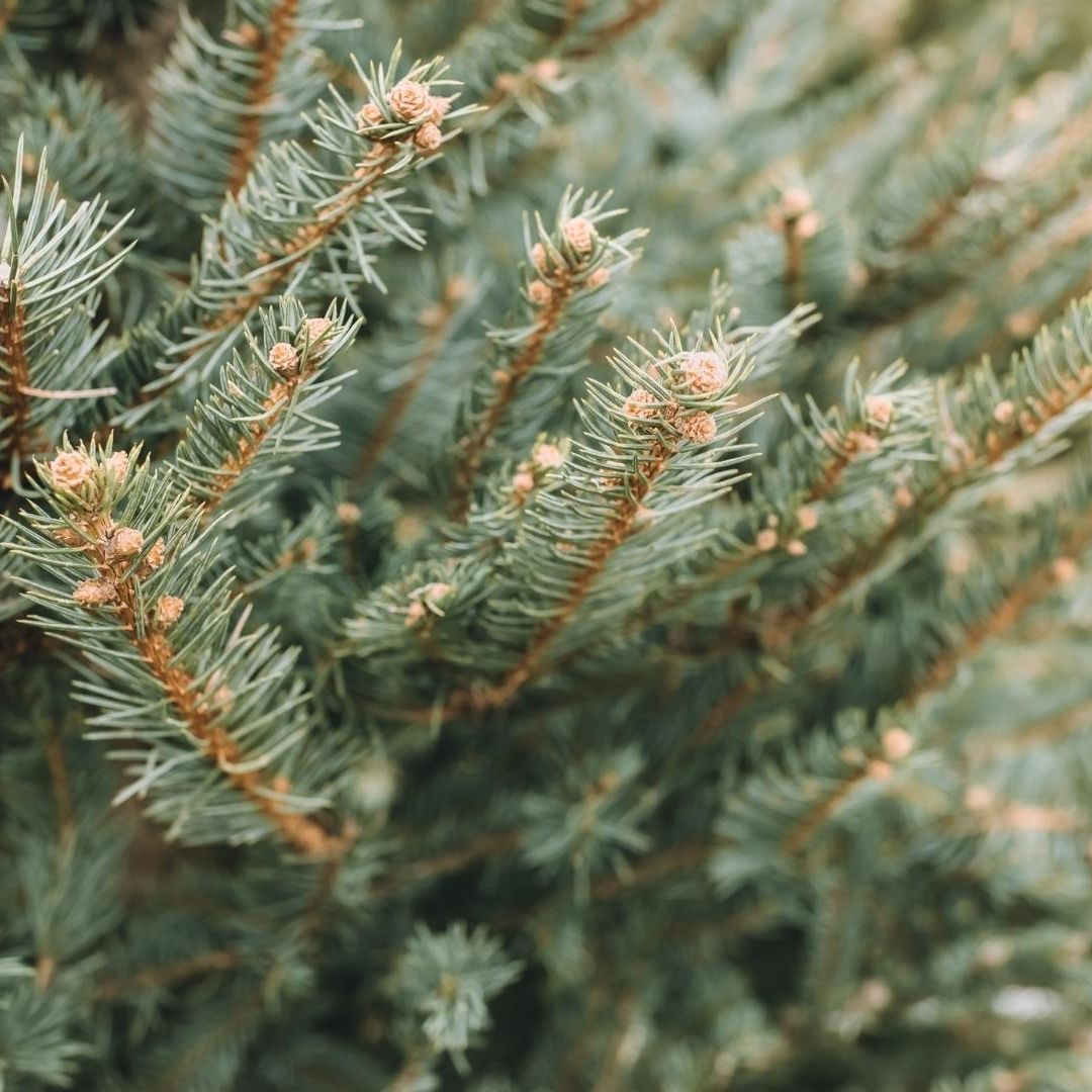 arboles naturales puntos de acopio queretaro 2025