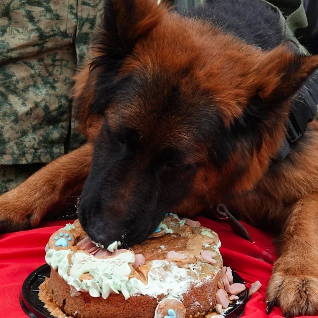 Cumple 1 Año Arkadas, el Perro Rescatista Donado por Turquía Tras la Muerte de Proteo