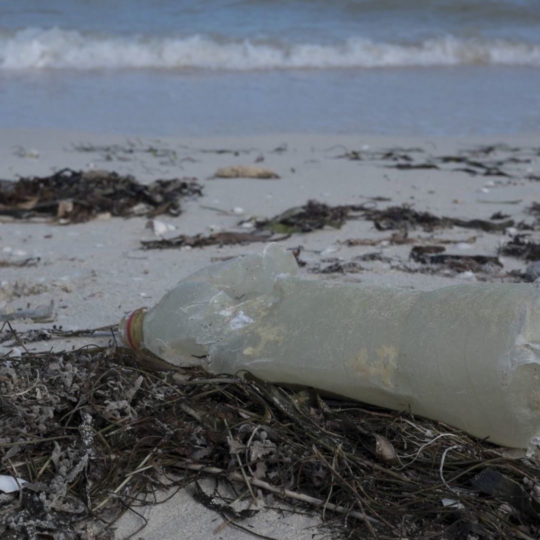 Frentes Fríos Dejan Toneladas de Basura, Sargazo, Medusas y Cangrejos en Yucatán
