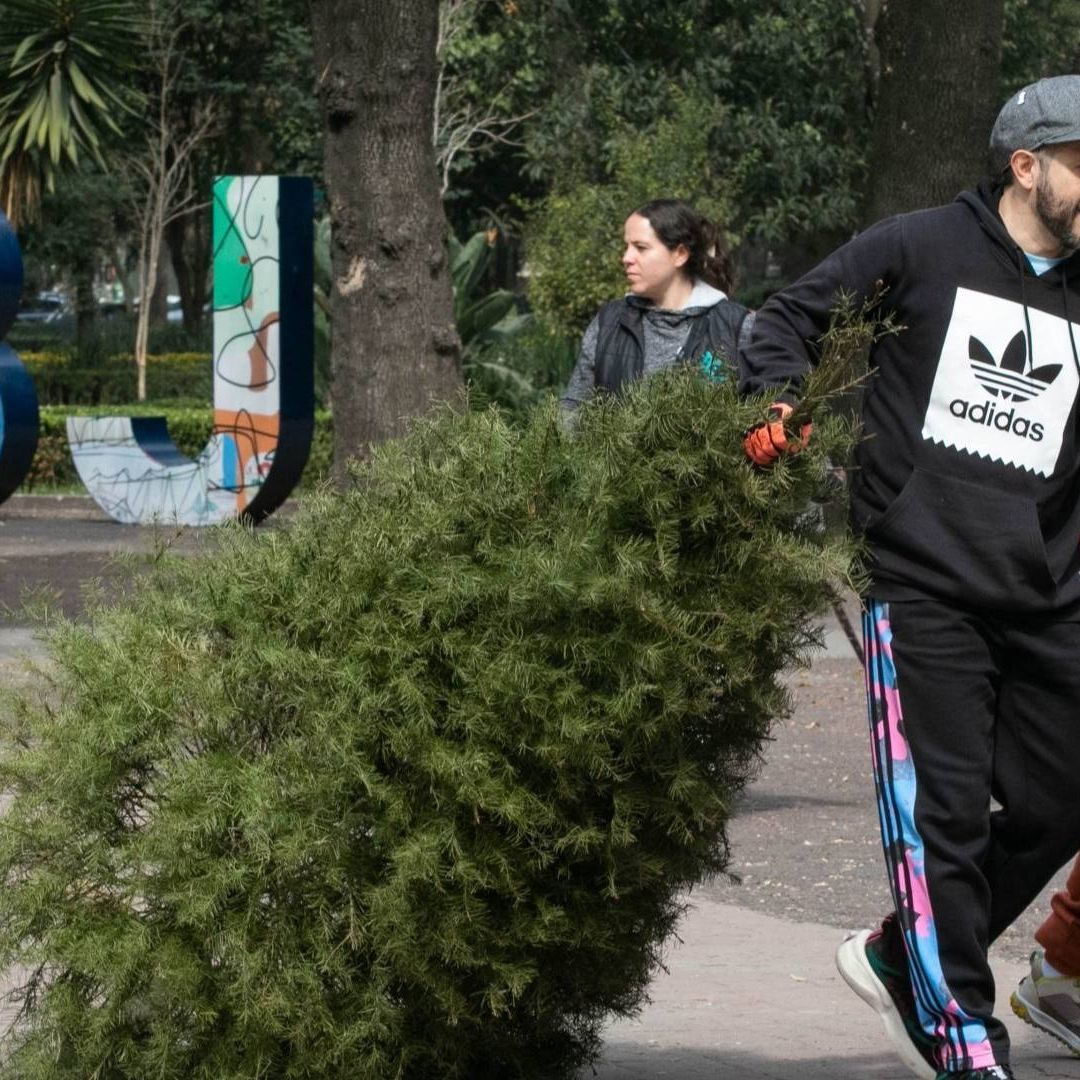 ¿Dónde Llevar mi Árbol de Navidad para Reciclar? Lista de Centros de Acopio en la CDMX
