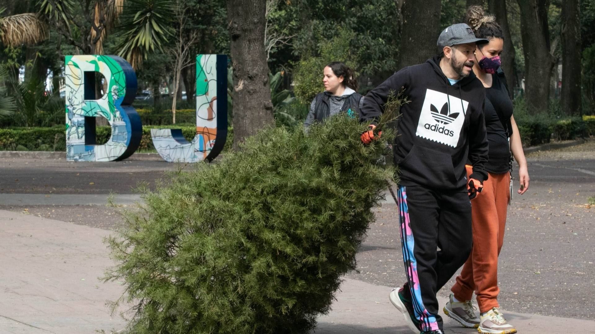 ¿Dónde Llevar mi Árbol de Navidad para Reciclar? Lista de Centros de Acopio en la CDMX