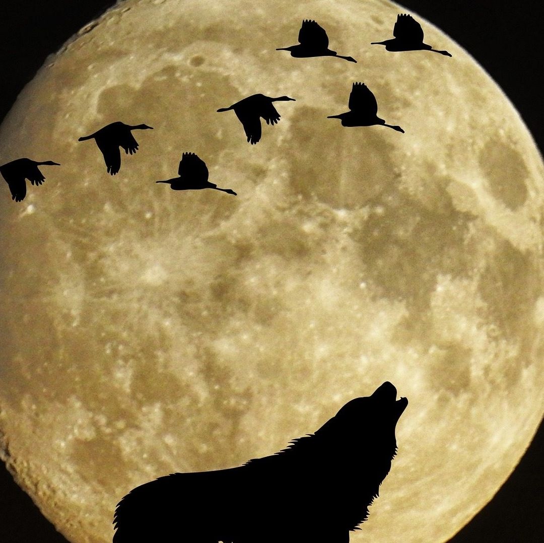 Conoce la fecha de la luna llena de enero, conocida como luna de lobo.