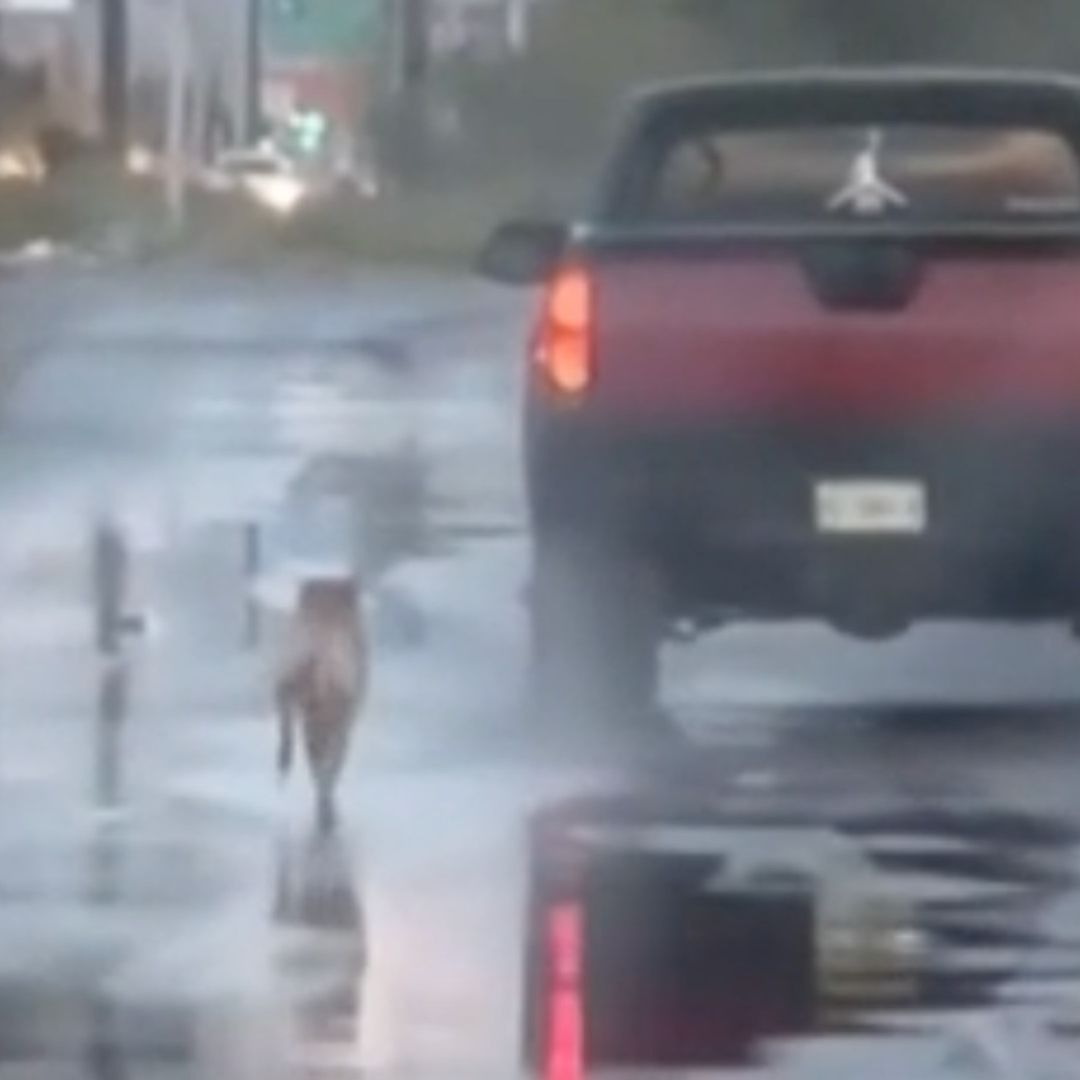 Abandonan a Perrito en Avenida Acueducto en Escobedo, Nuevo León