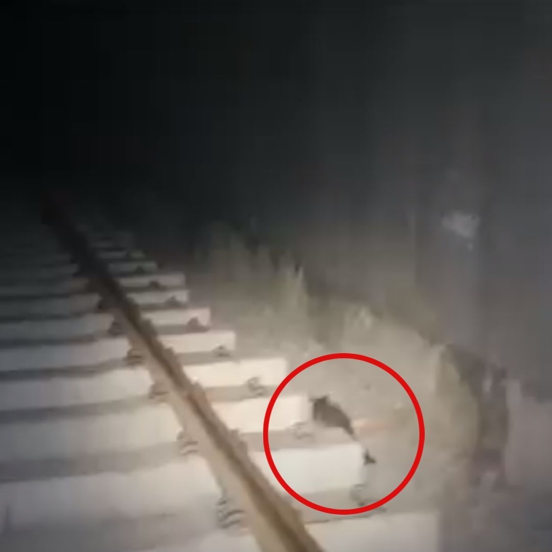 Hallan a Cacomixtle Zona de Vías del Metro CDMX