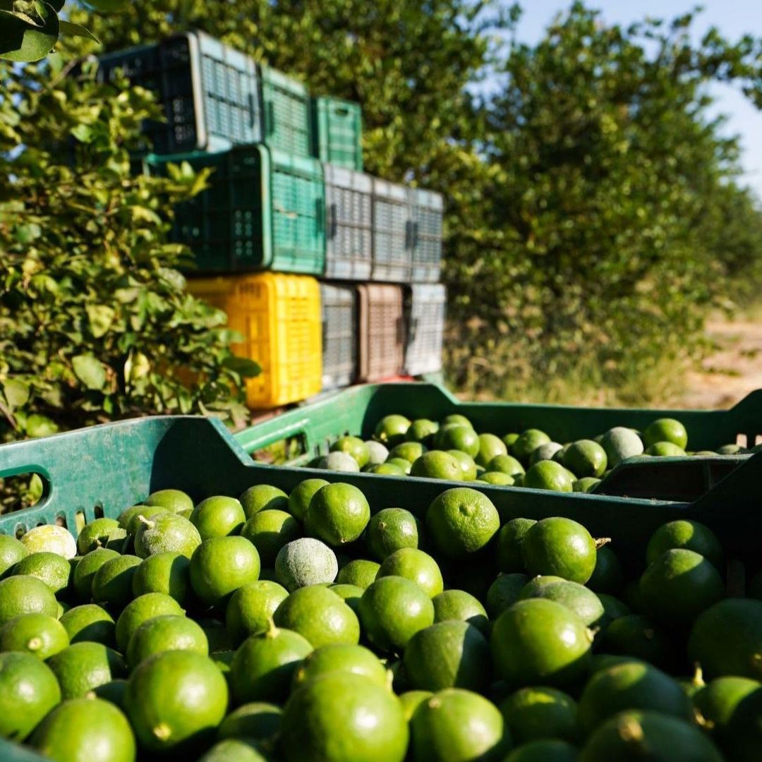 ¿Subirá su Precio? Reportan Caída Histórica de Producción de Limón en Colima