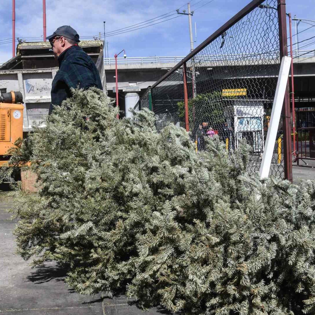 ¿Dónde Hay Centros de Acopio para Árboles de Navidad en CDMX?