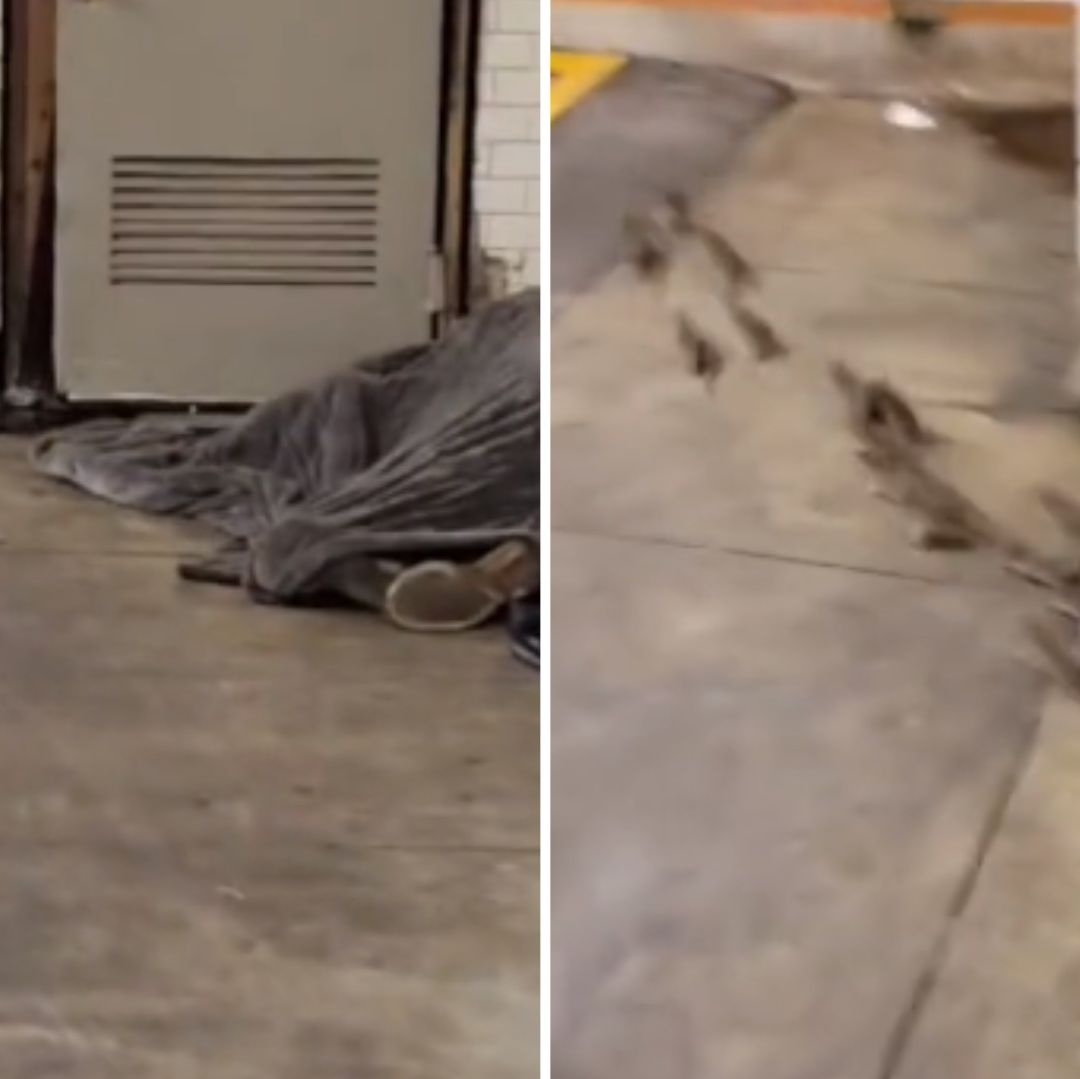 Video: Hombre Duerme con Manada de Ratas en Metro de Nueva York