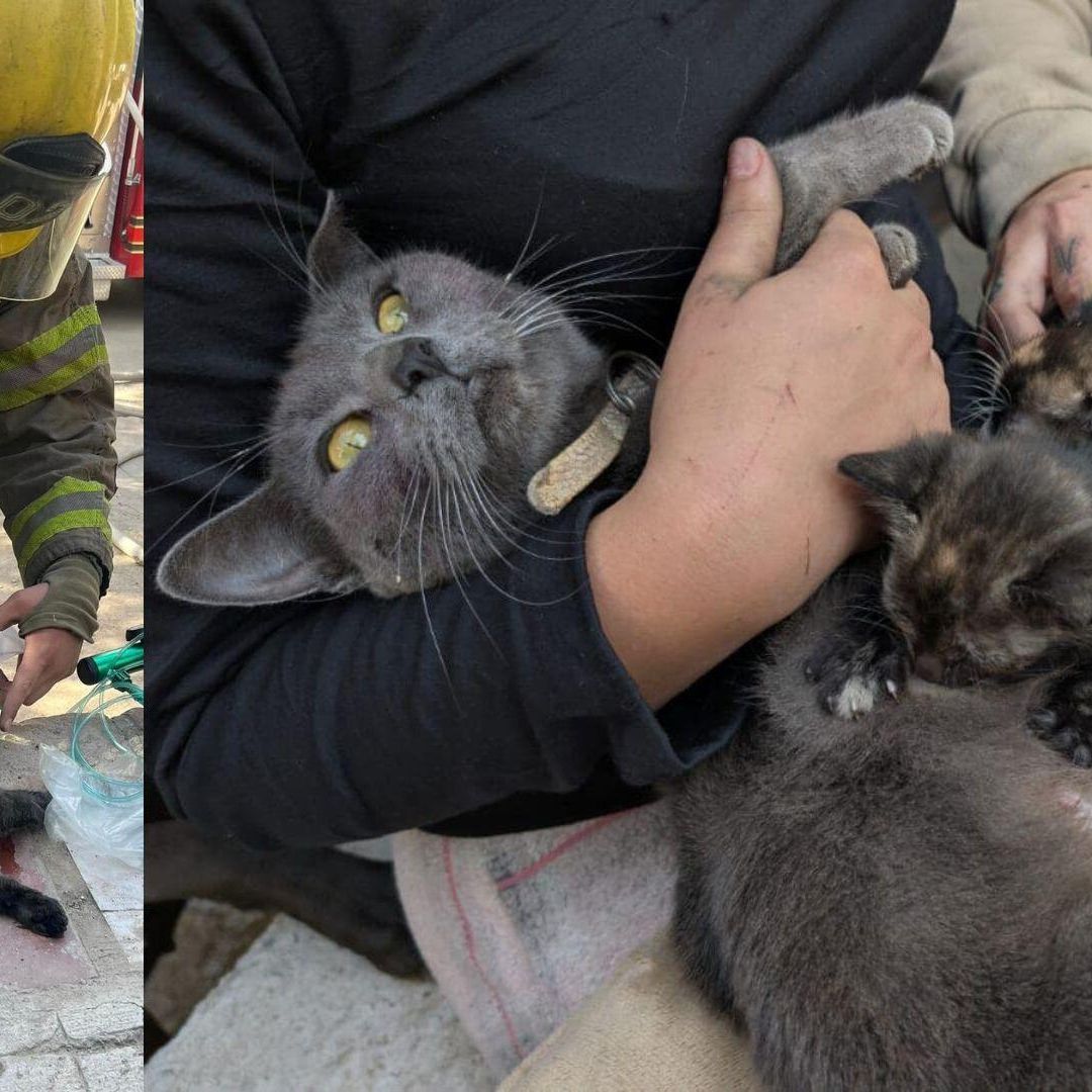 Bomberos Rescatan a Pareja de Gatos y a sus Cinco Gatitos de Incendio en Hermosillo