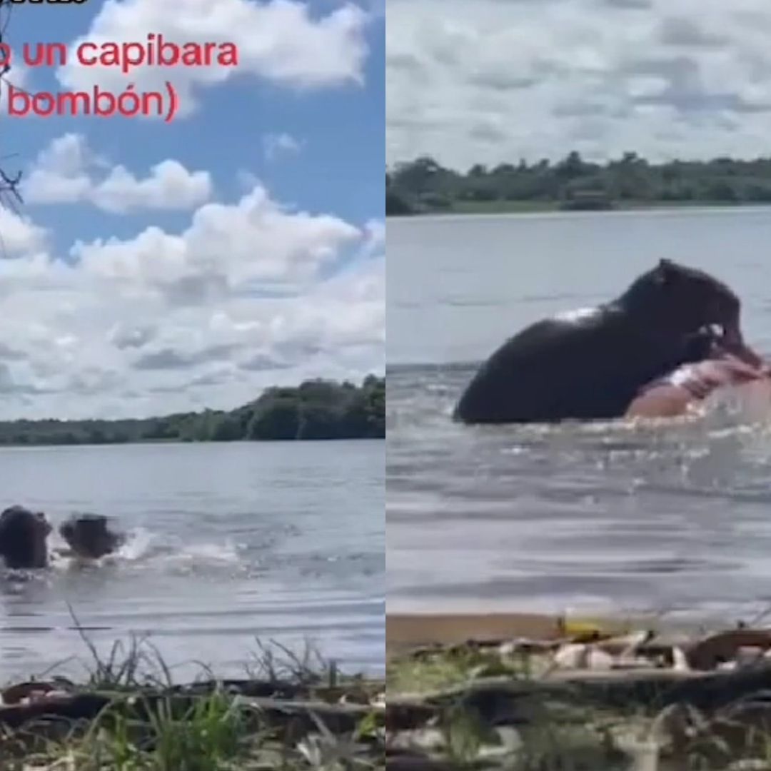 Capibara ataca por un bombón
