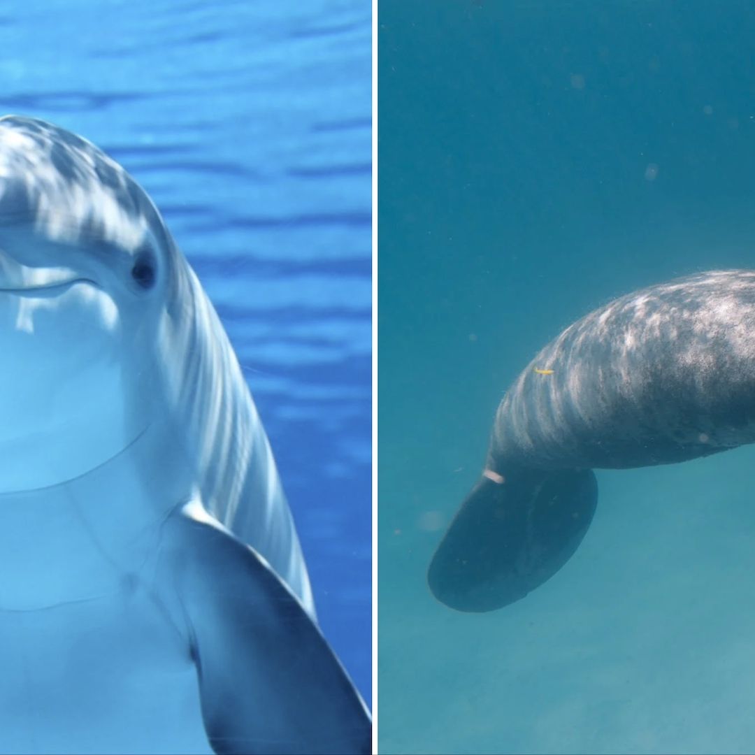 Delfines pueden atacar a manatíes en el mar Caribe