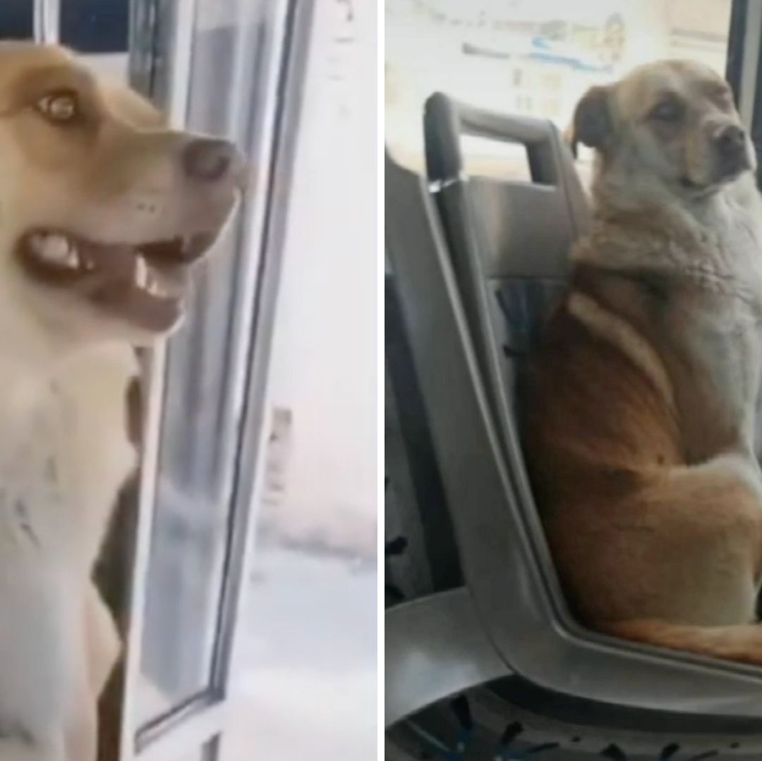 Boby tomó varios viajes de Ruta para volver a casa